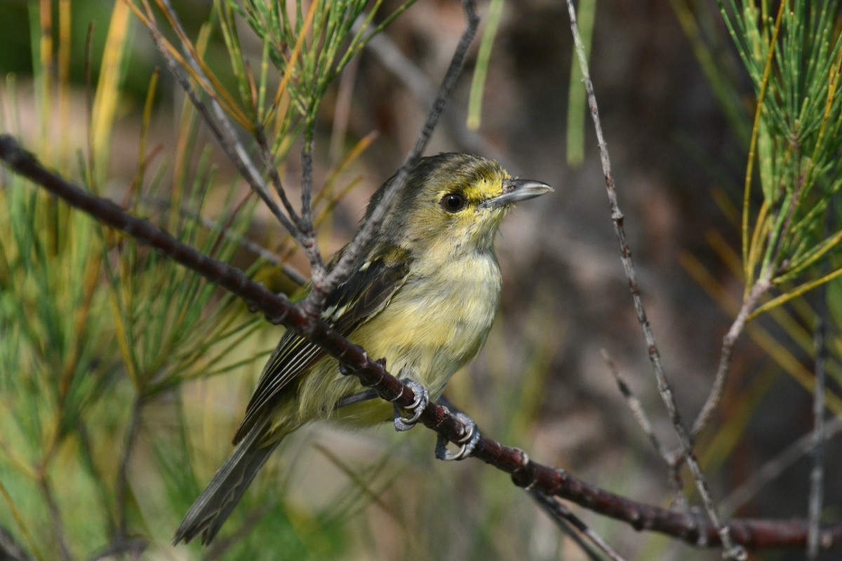 Vireo Piquigrueso - ML622472933