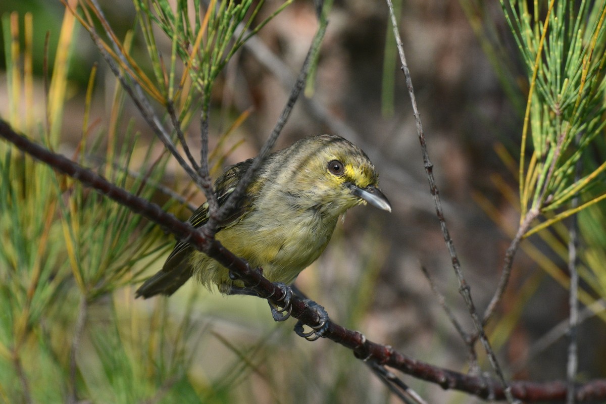 Thick-billed Vireo - ML622472934