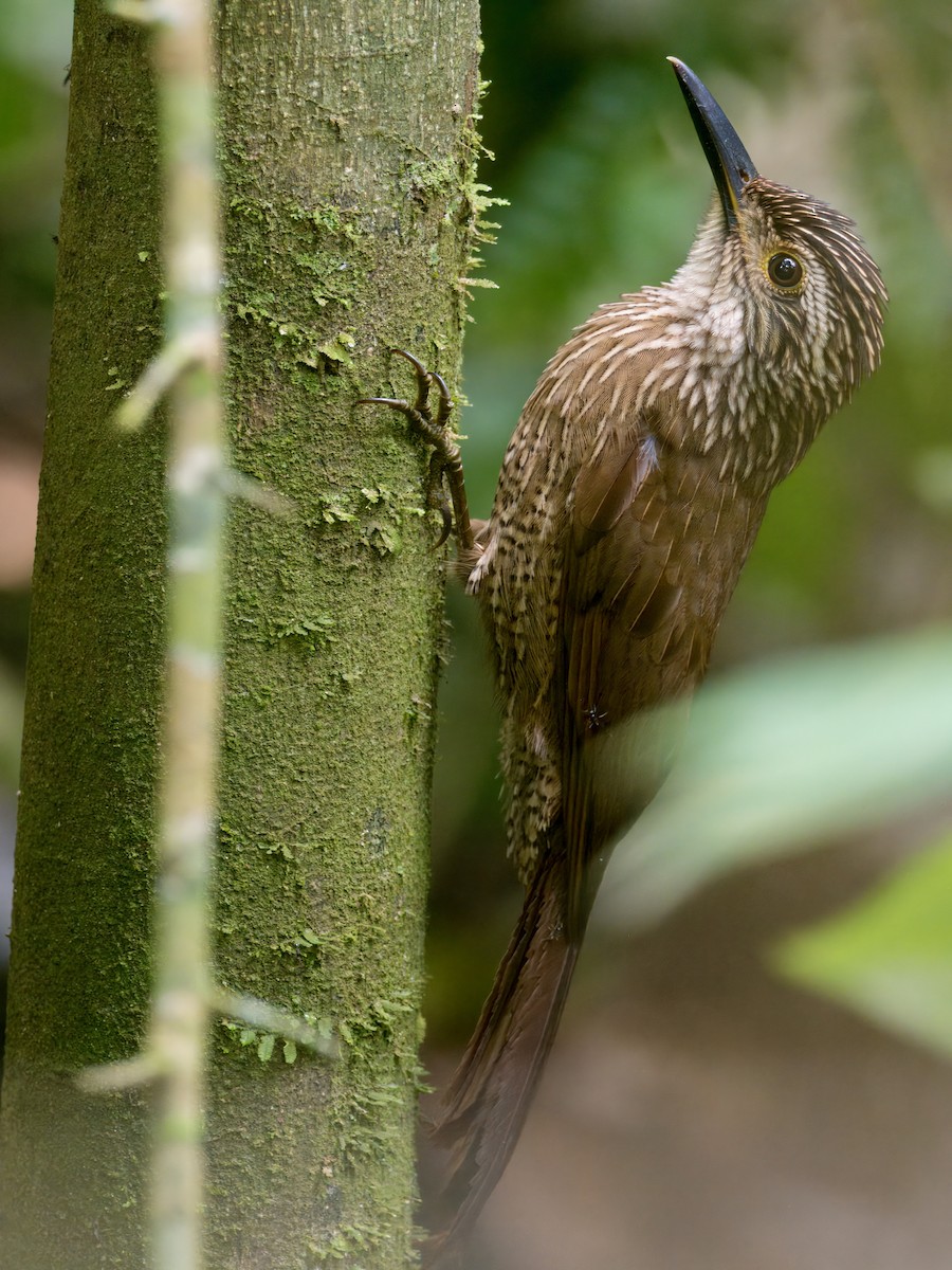 Planalto Woodcreeper - ML622472951