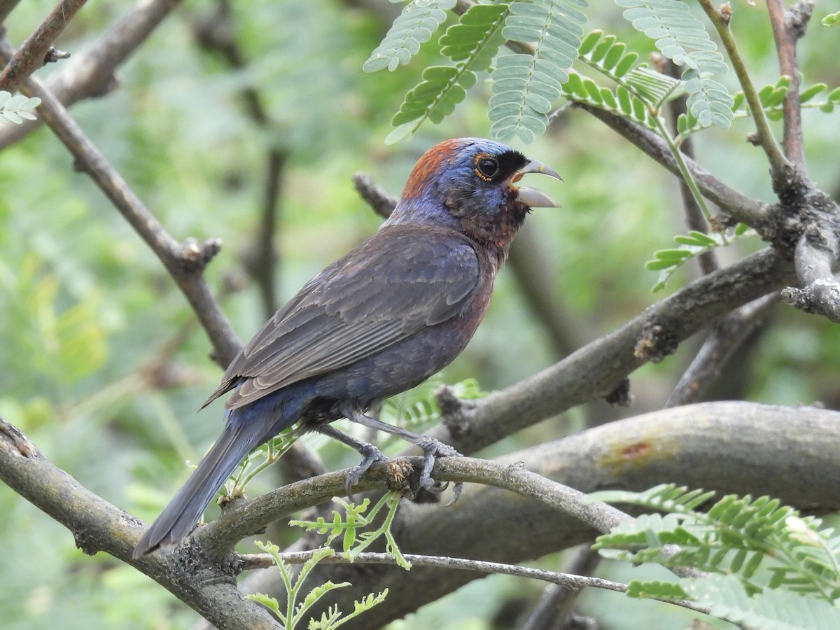 Varied Bunting - ML622473017