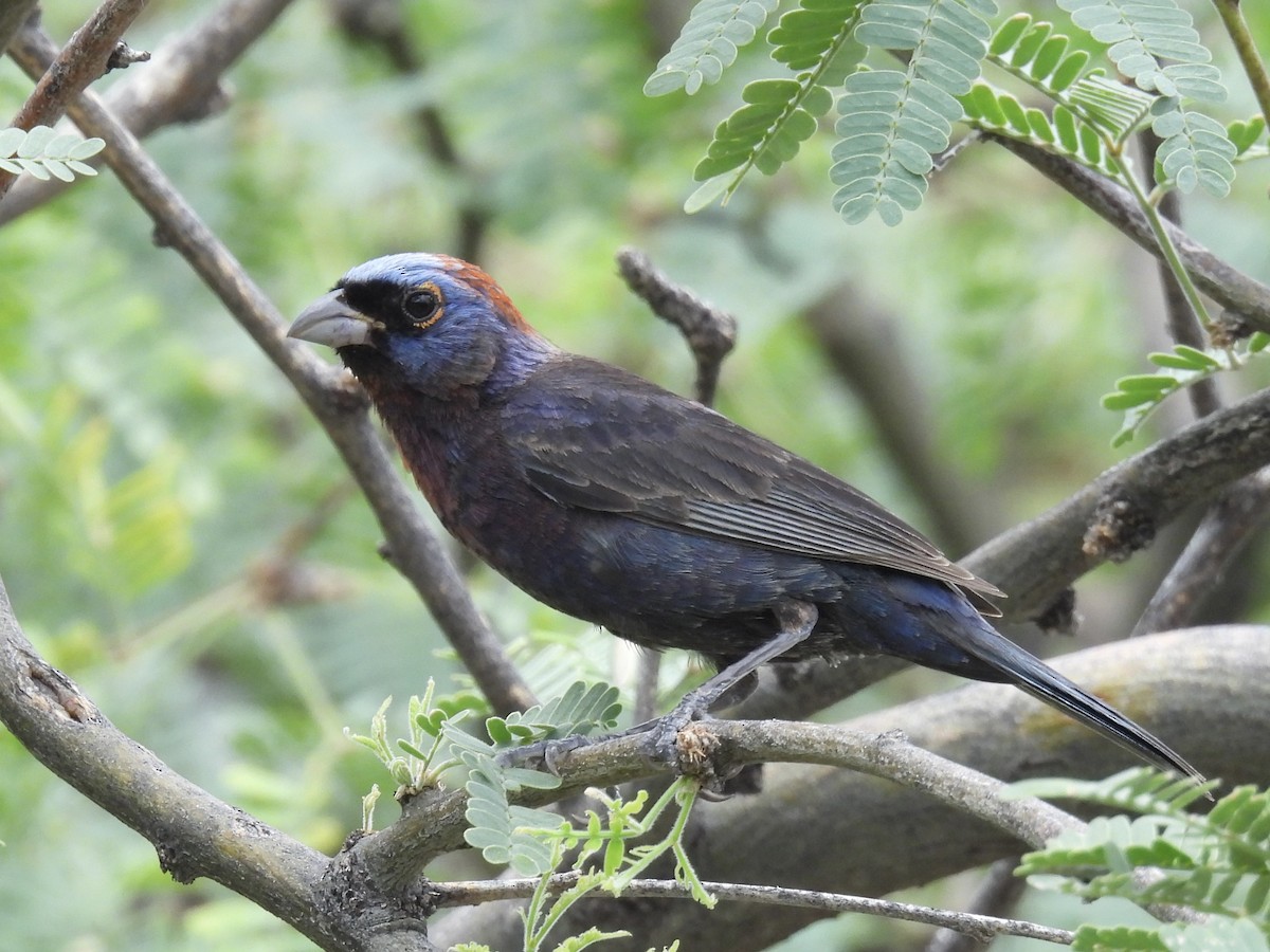 Varied Bunting - ML622473018