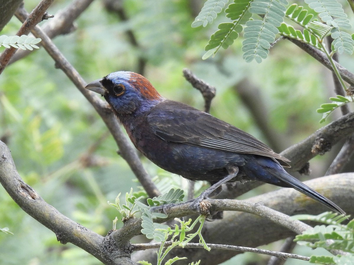 Varied Bunting - ML622473019