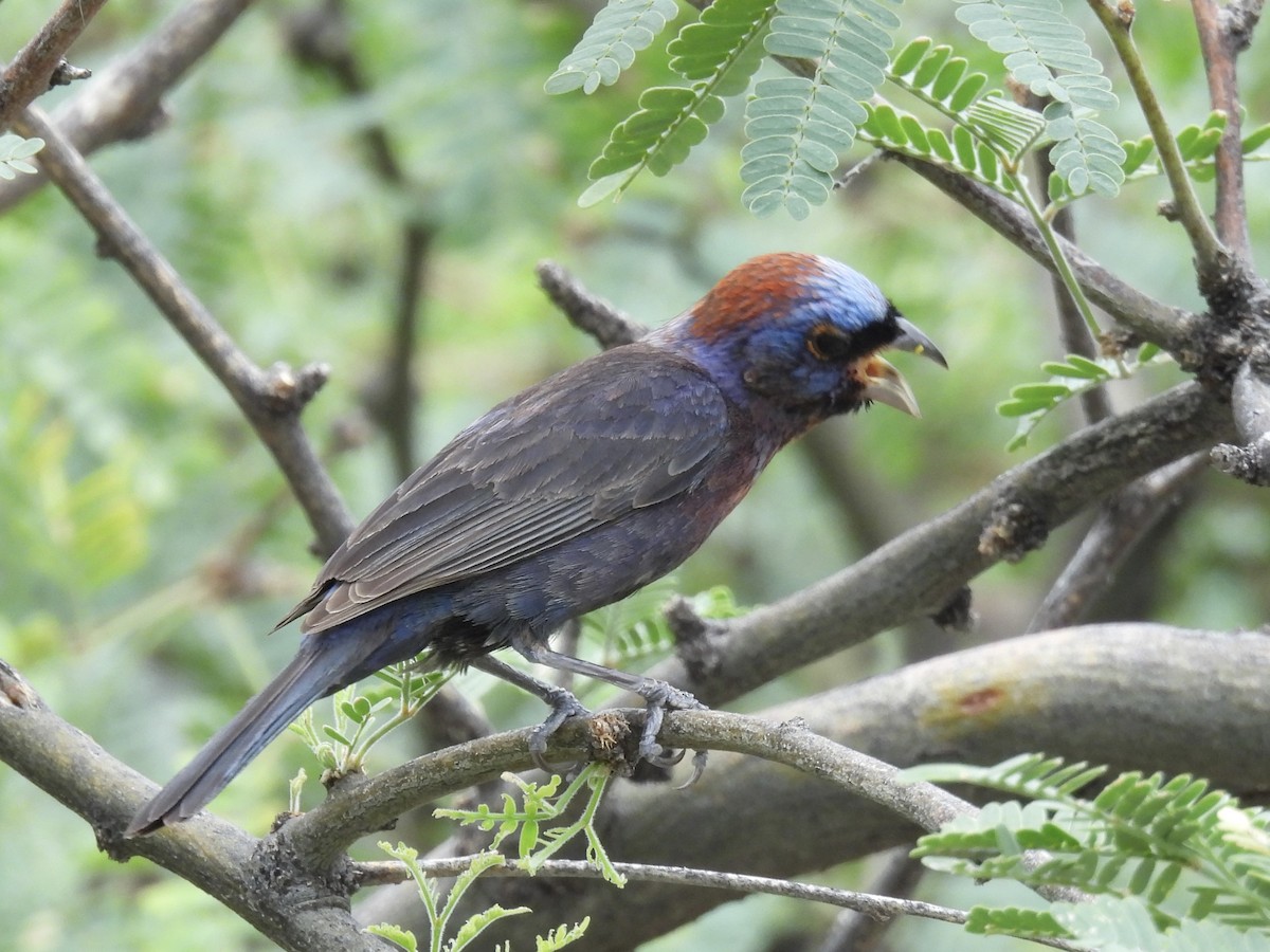 Varied Bunting - ML622473020