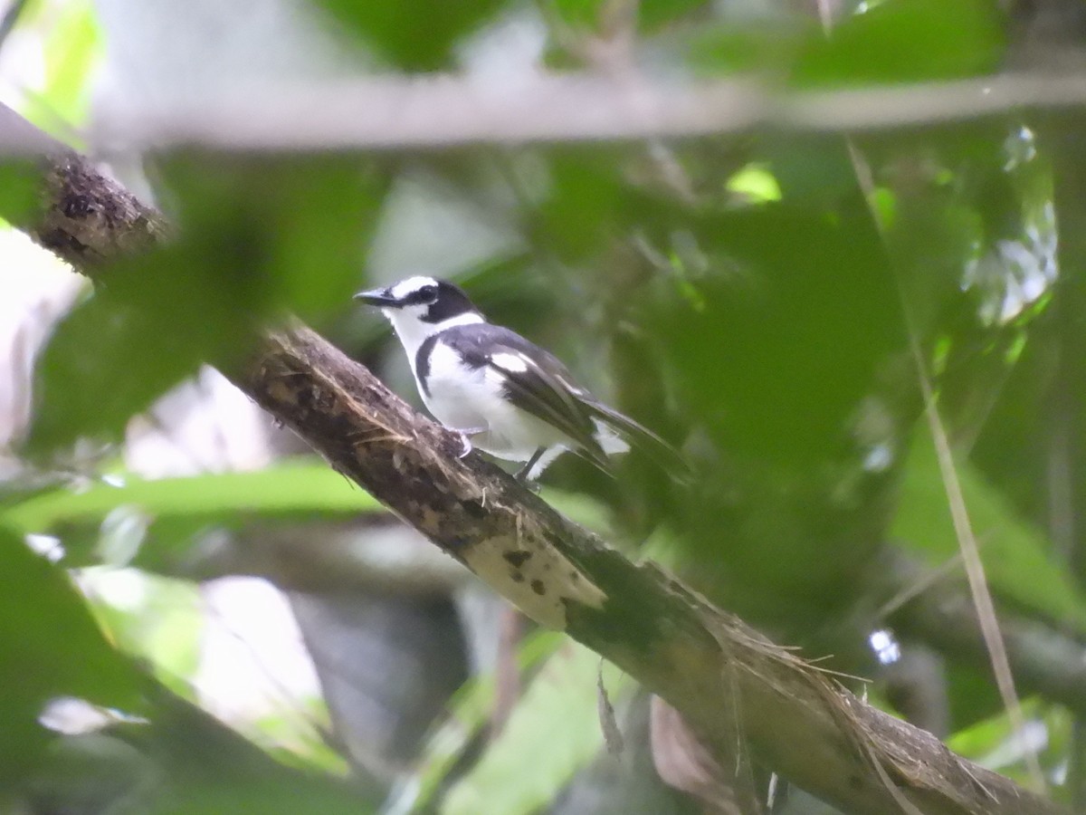 Black-sided Robin - ML622473036