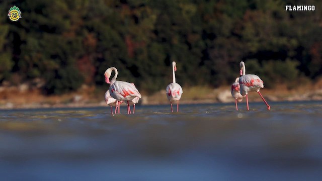 Greater Flamingo - ML622473042