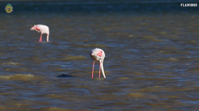 Greater Flamingo - ML622473043