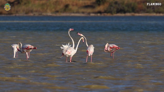 Greater Flamingo - ML622473044