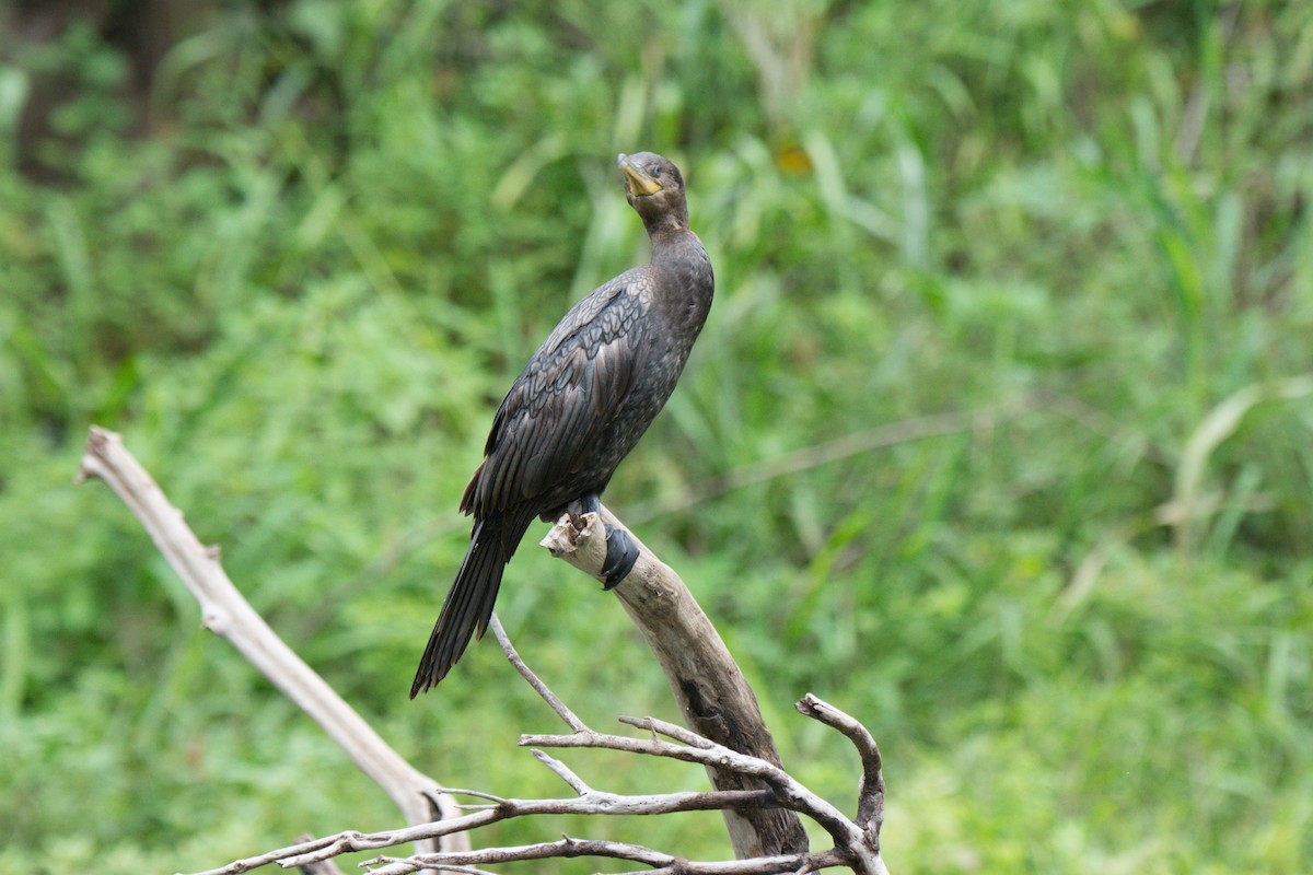Neotropic Cormorant - ML622473062