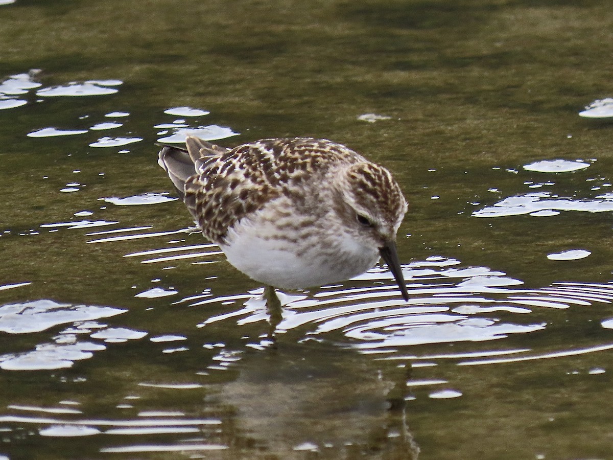 Least Sandpiper - ML622473080