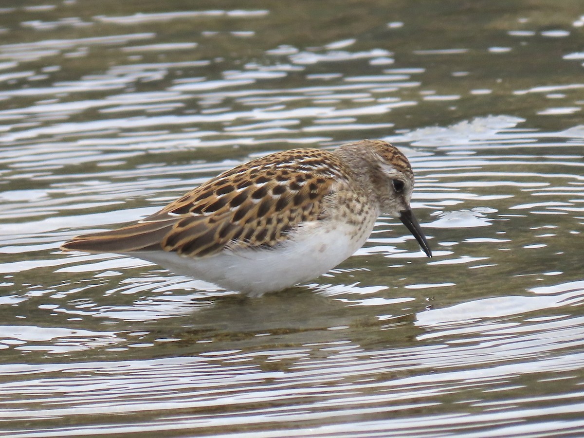 Least Sandpiper - ML622473081