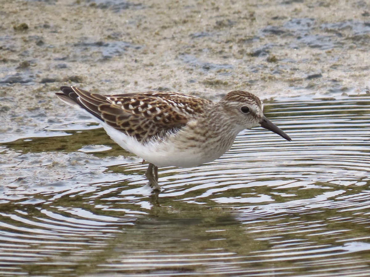 Least Sandpiper - ML622473082