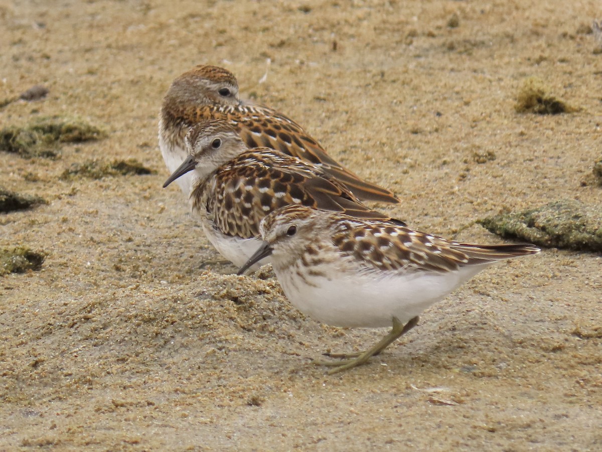 Least Sandpiper - ML622473083