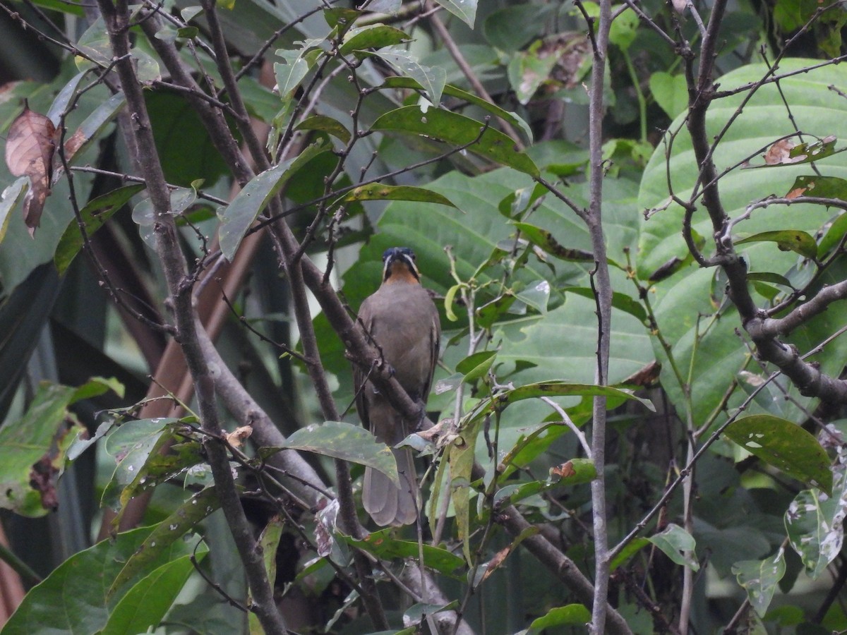 Dwarf Koel - ML622473086