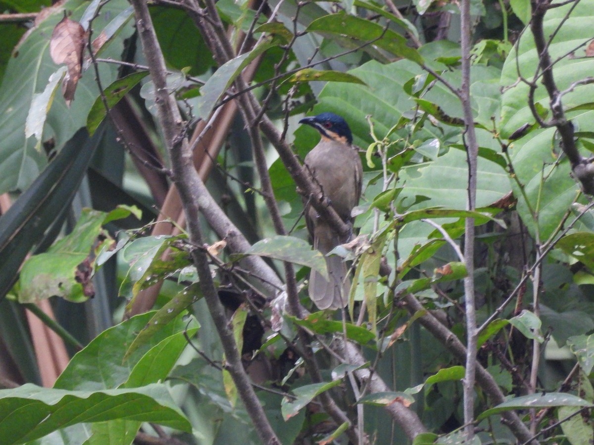 Dwarf Koel - ML622473091