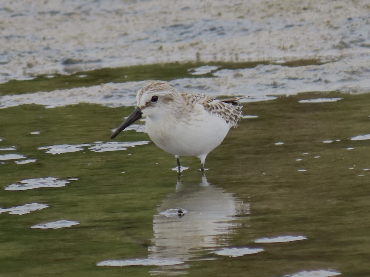 Western Sandpiper - ML622473092