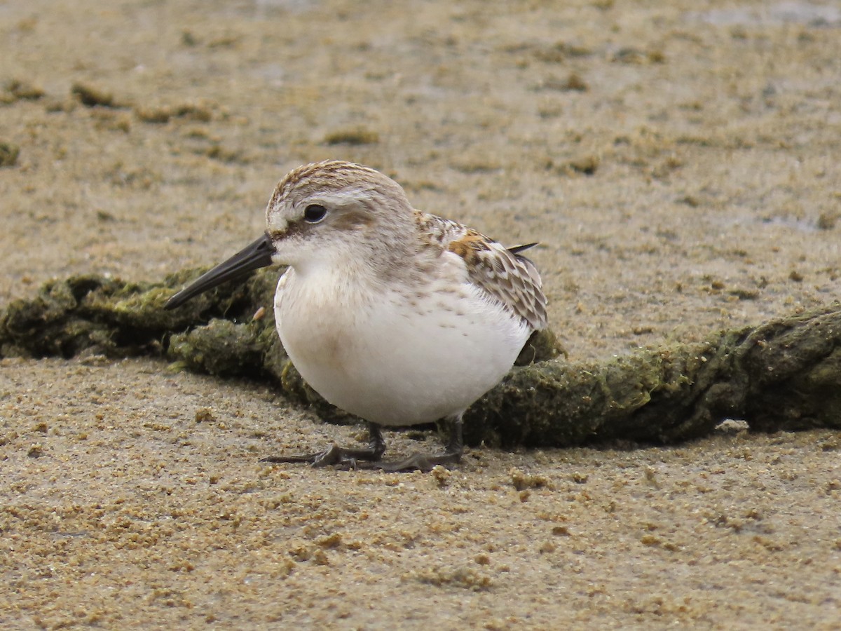 Western Sandpiper - ML622473094