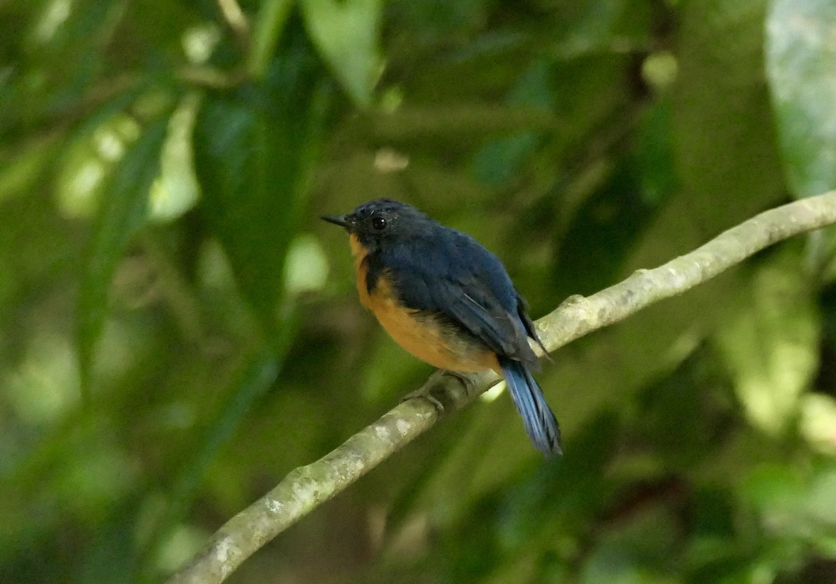 Dayak Blue Flycatcher - ML622473095