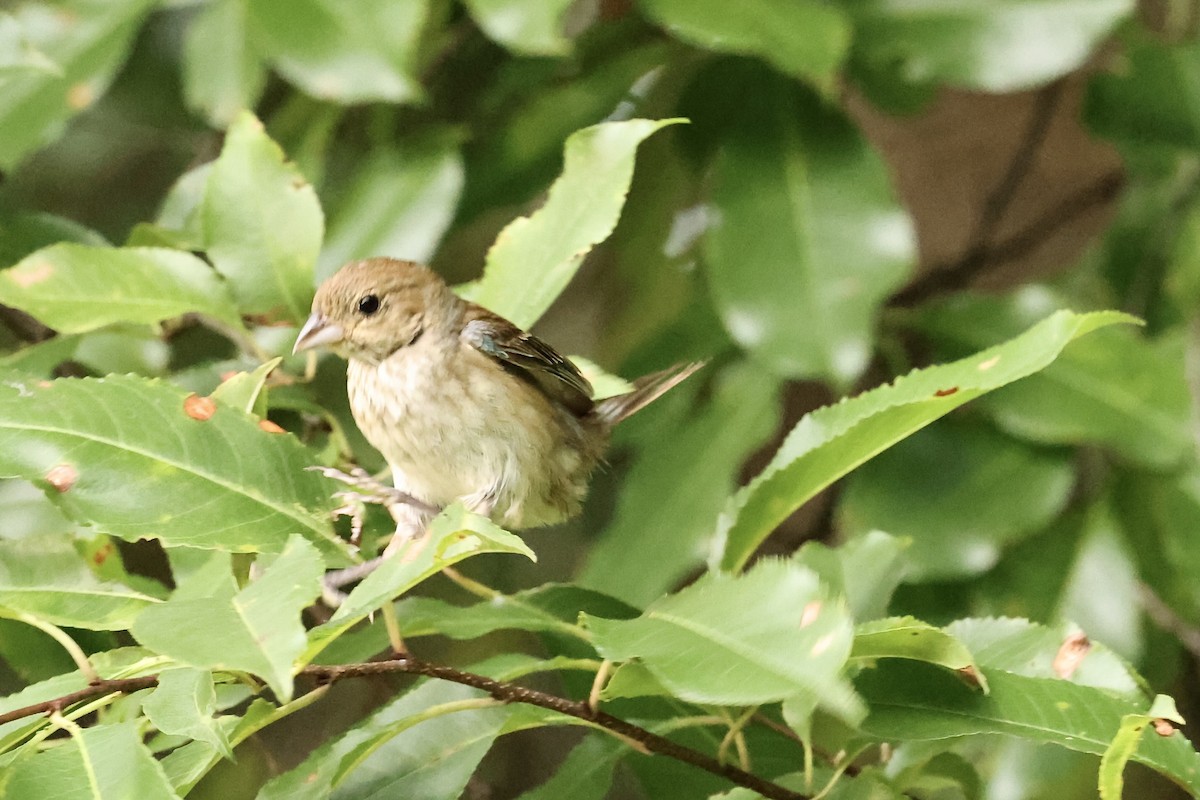 Indigo Bunting - Karen Barlow