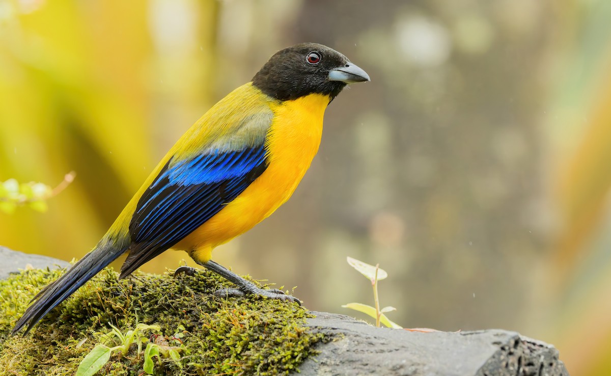 Black-chinned Mountain Tanager - ML622473215