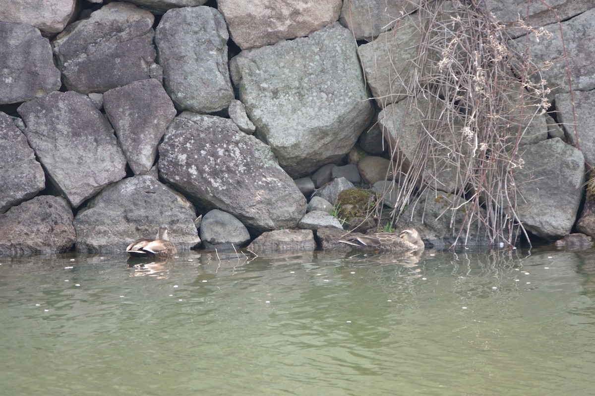 Canard de Chine - ML622473248