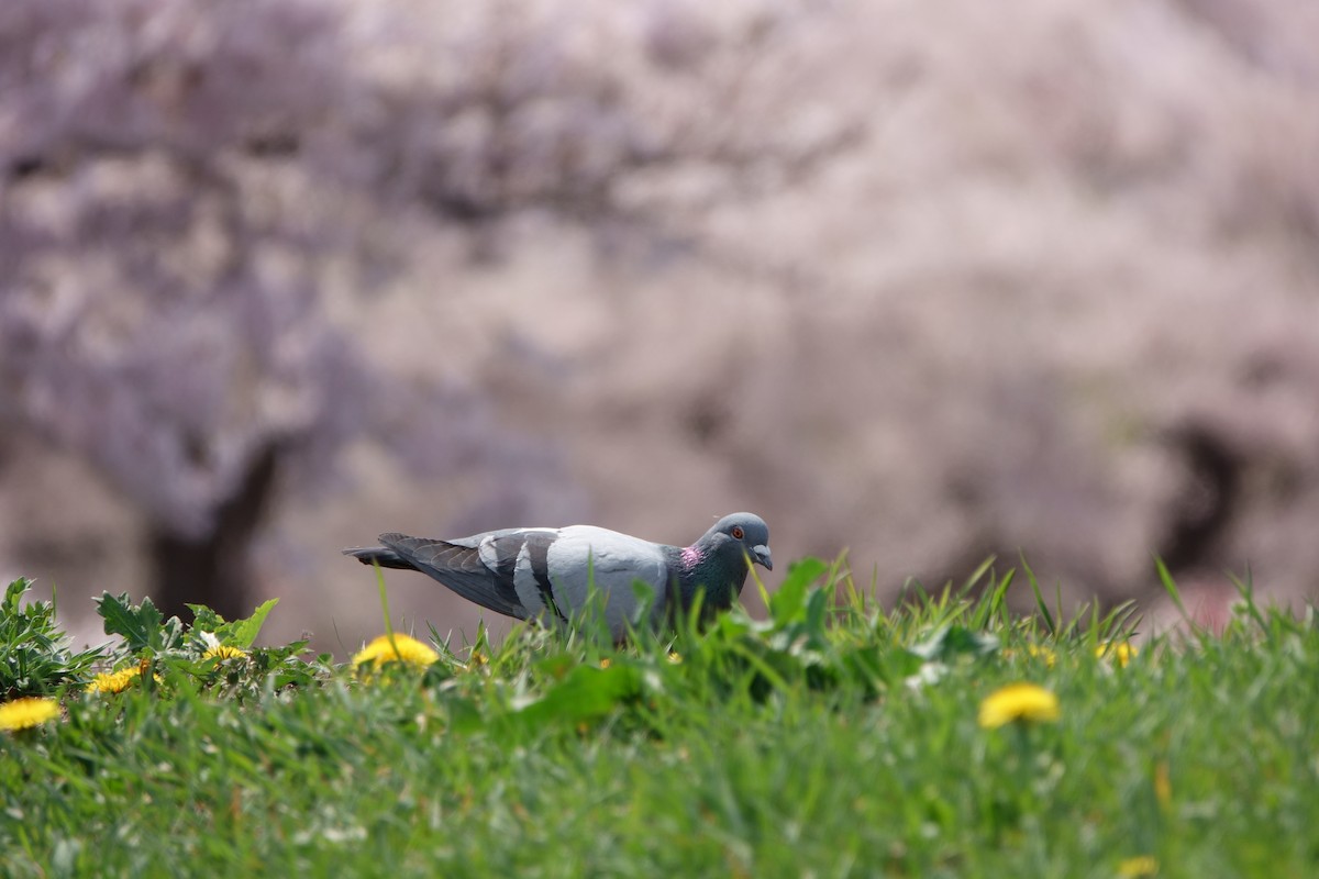Pigeon biset (forme domestique) - ML622473257