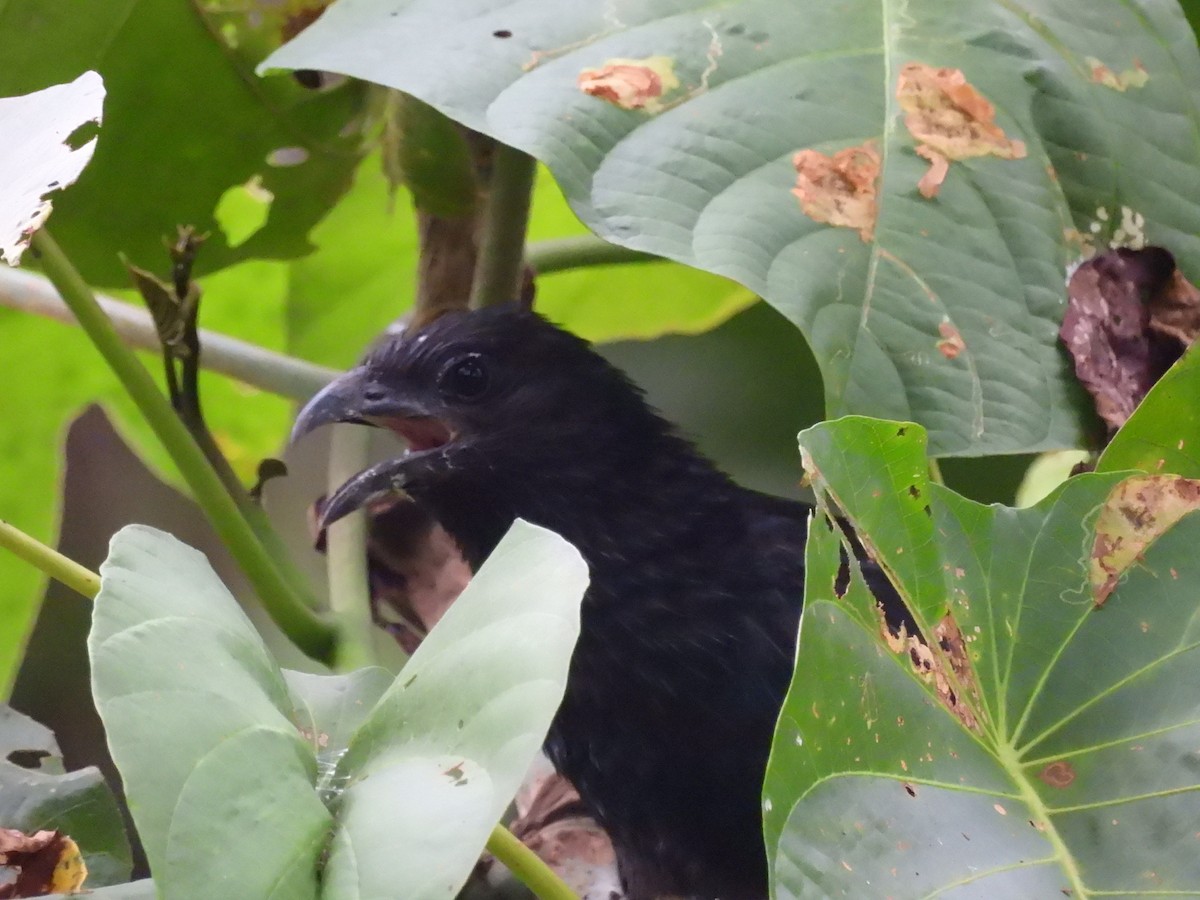 Lesser Black Coucal - ML622473308