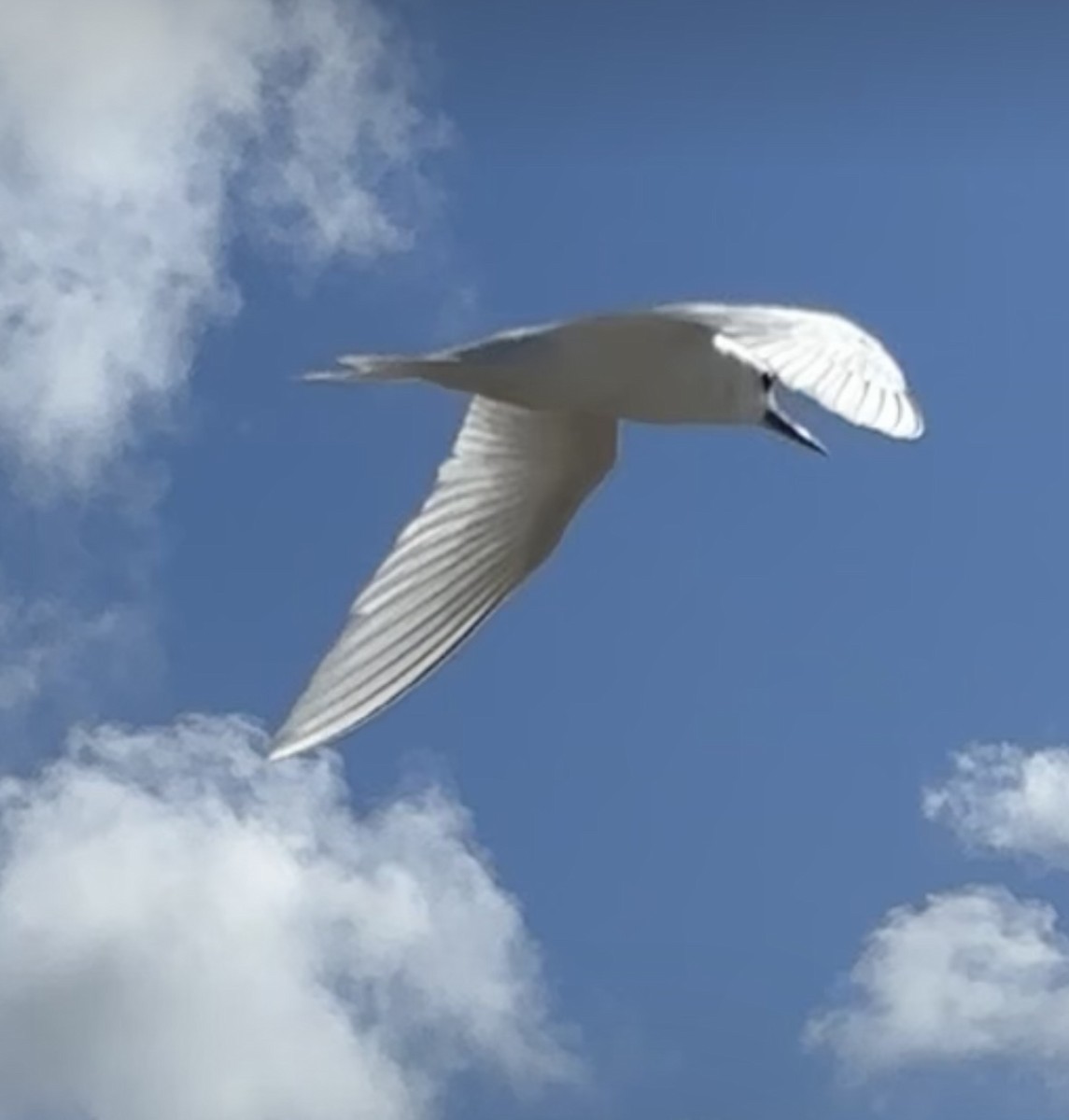 White Tern - ML622473309