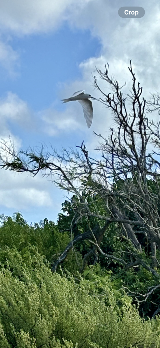 Крячок білий sp. - ML622473312