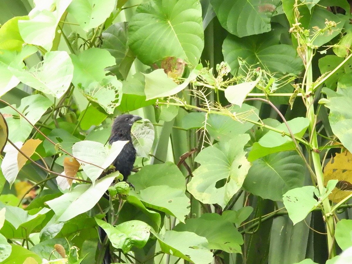 Lesser Black Coucal - ML622473317