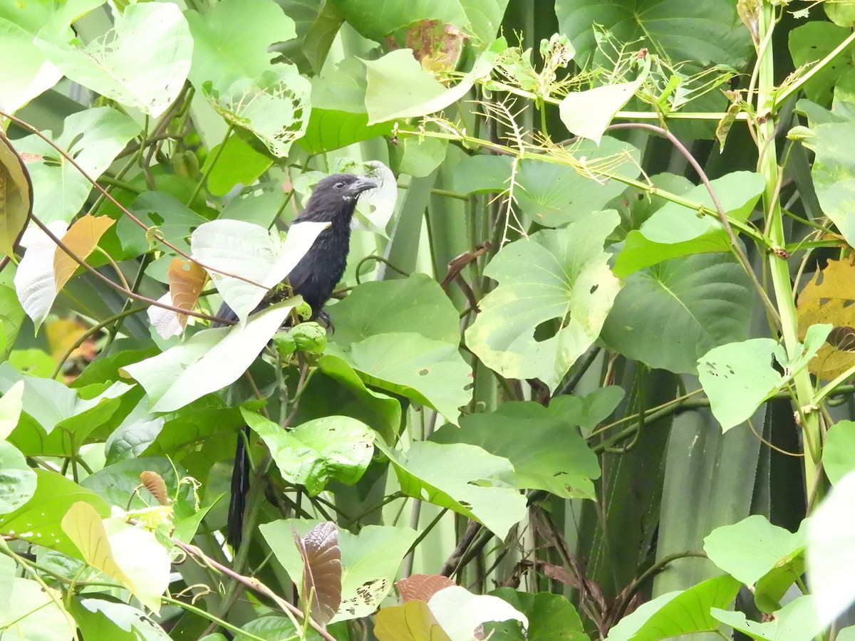 Lesser Black Coucal - Mark Smiles