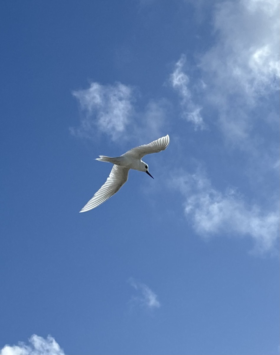 Крячок білий sp. - ML622473337