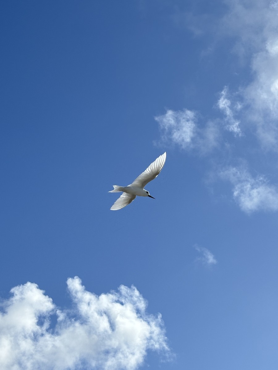 Крячок білий sp. - ML622473339