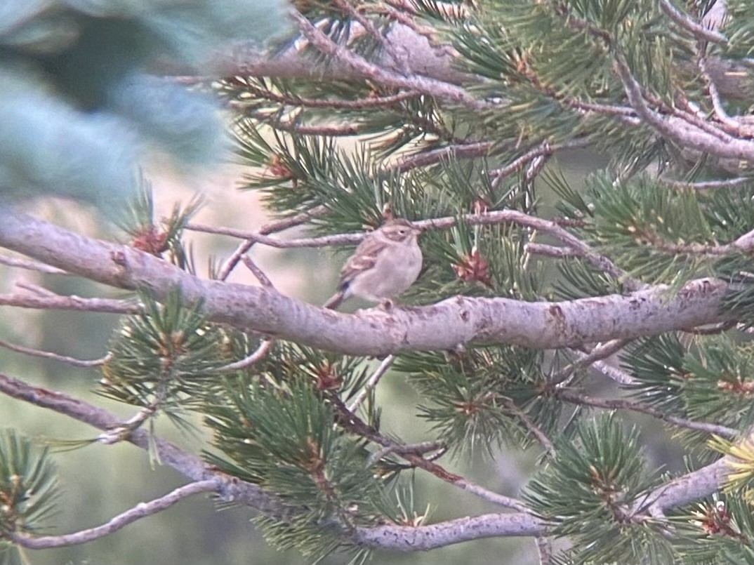 Brewer's Sparrow - ML622473356