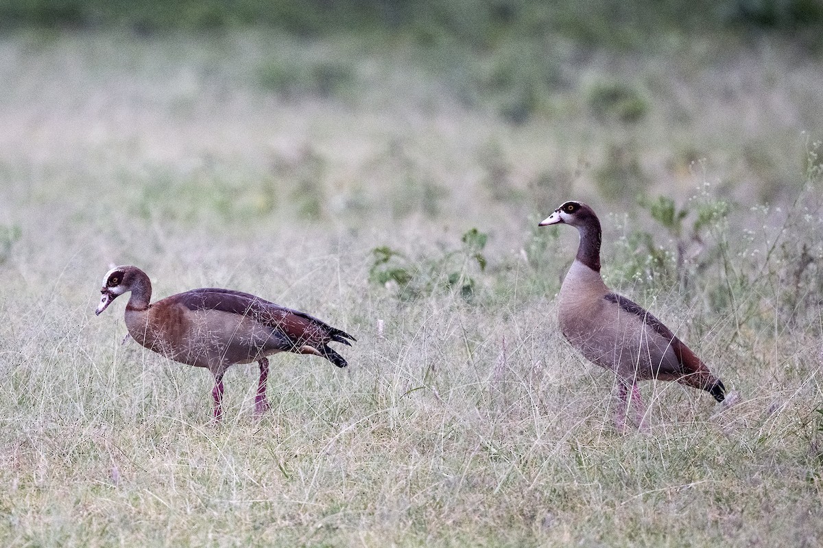 Nilgans - ML622473371