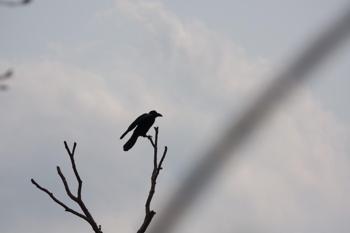Large-billed Crow - ML622473384