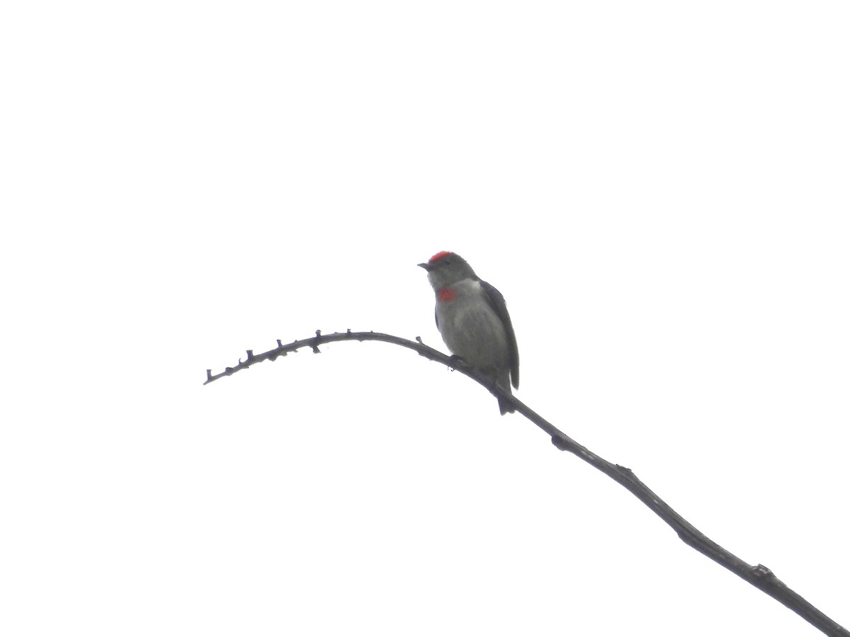 Red-capped Flowerpecker - Mark Smiles