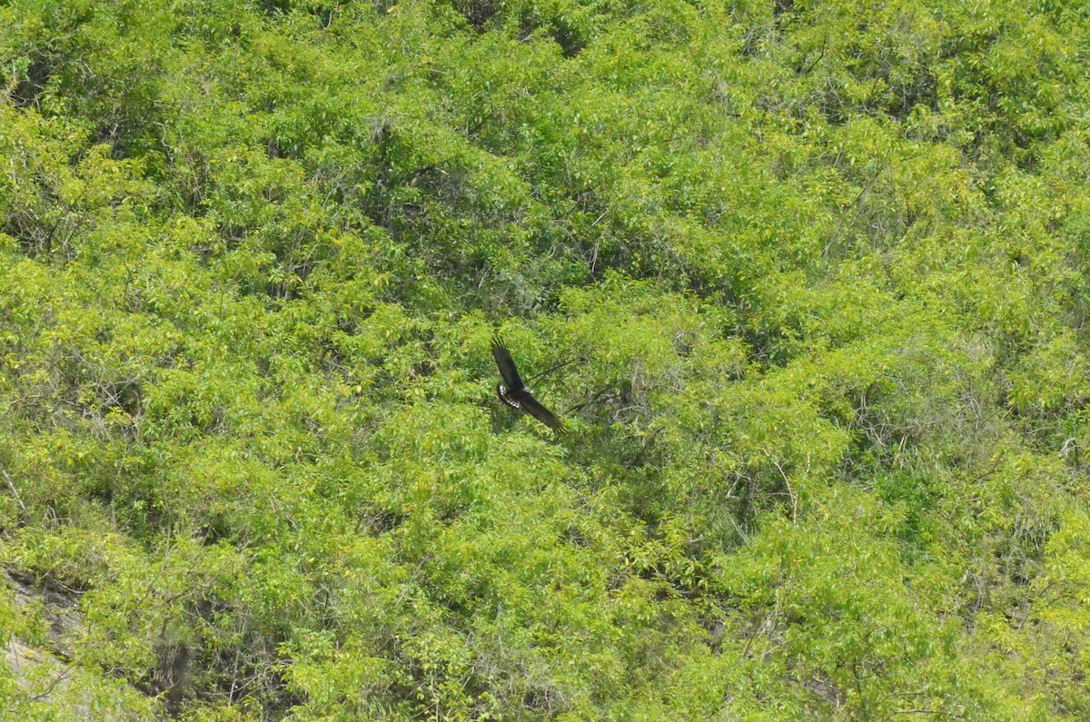 Zone-tailed Hawk - ML622473504