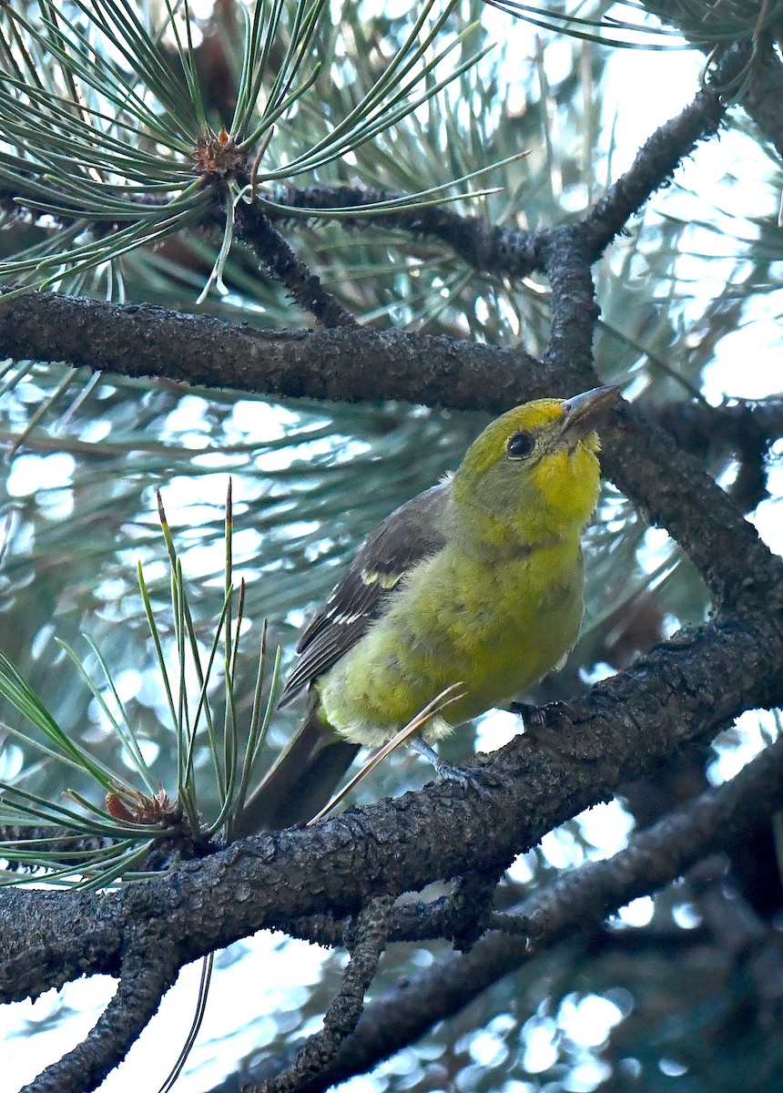 Western Tanager - ML622473593