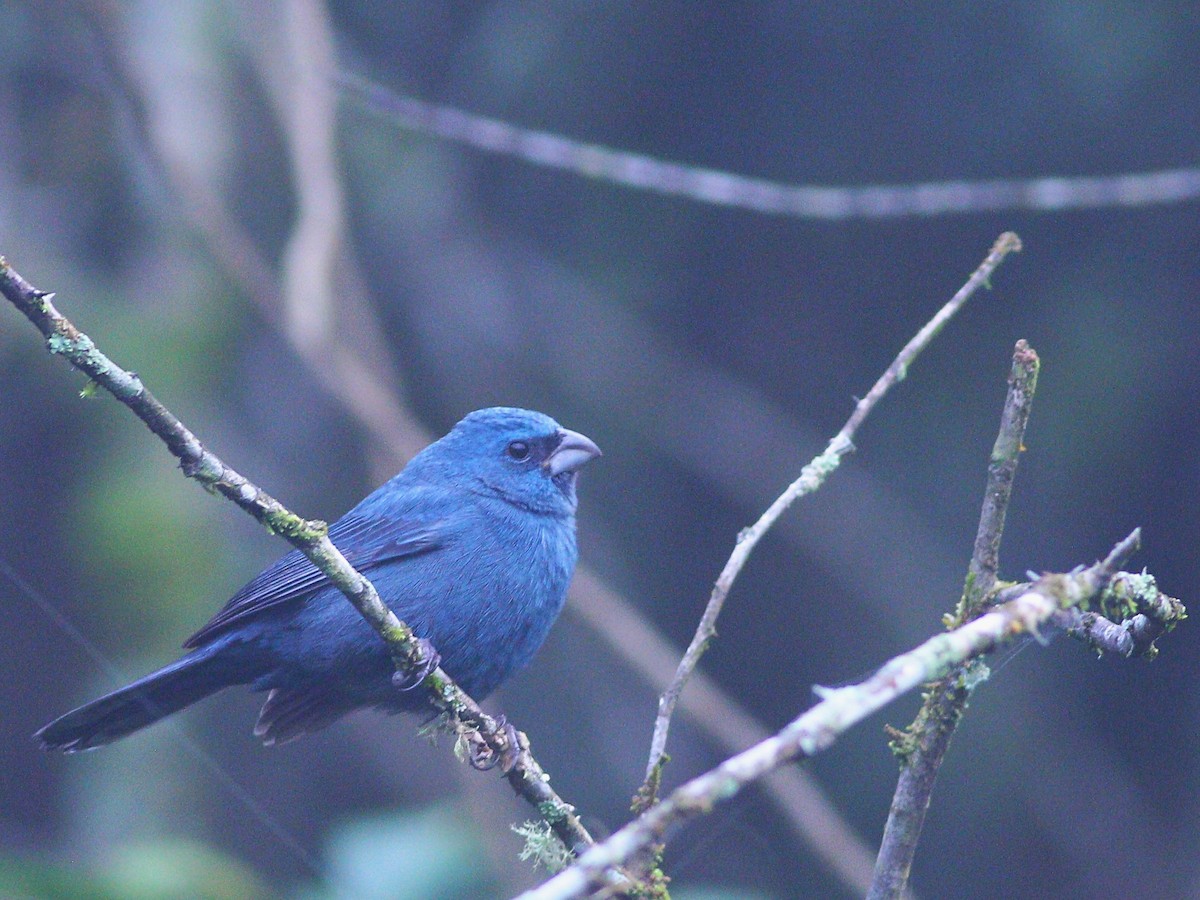 Glaucous-blue Grosbeak - ML622473605