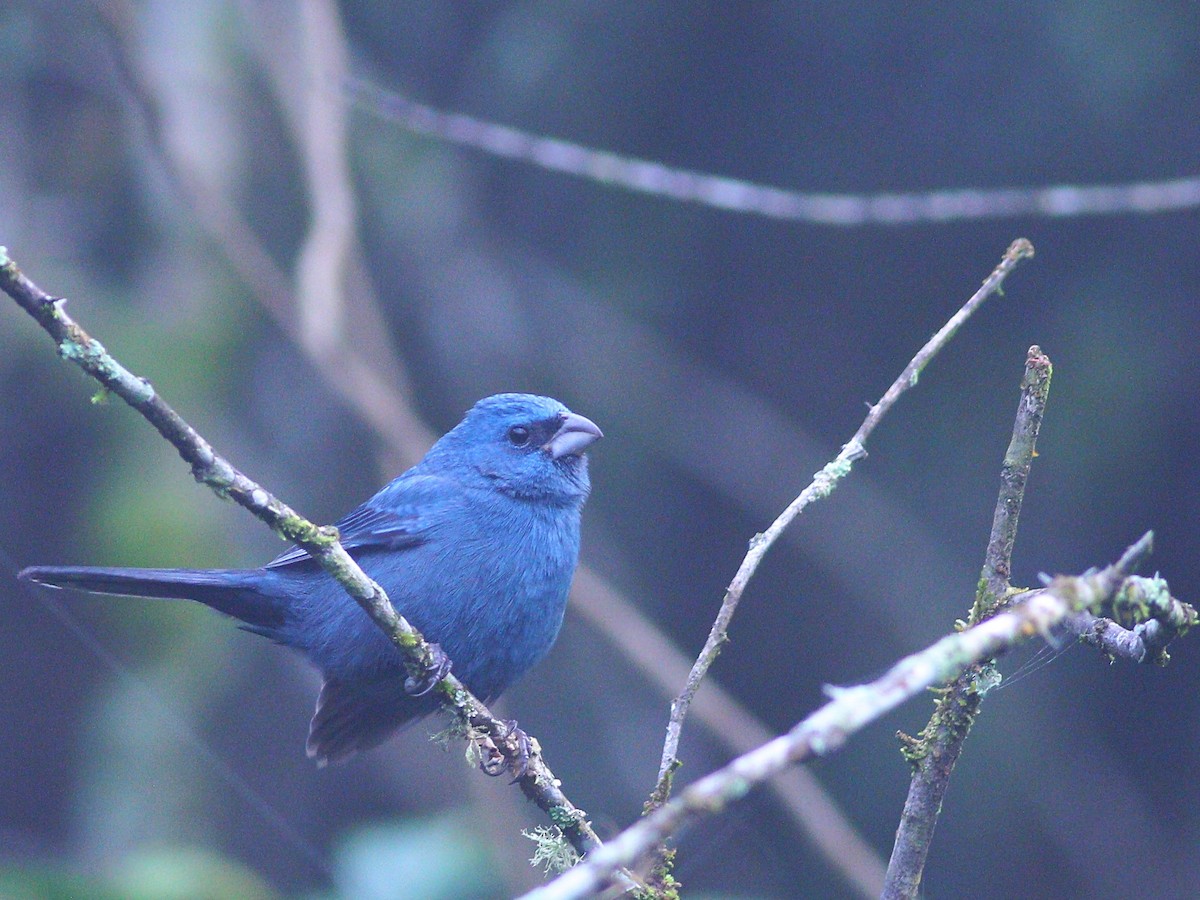 Glaucous-blue Grosbeak - ML622473608