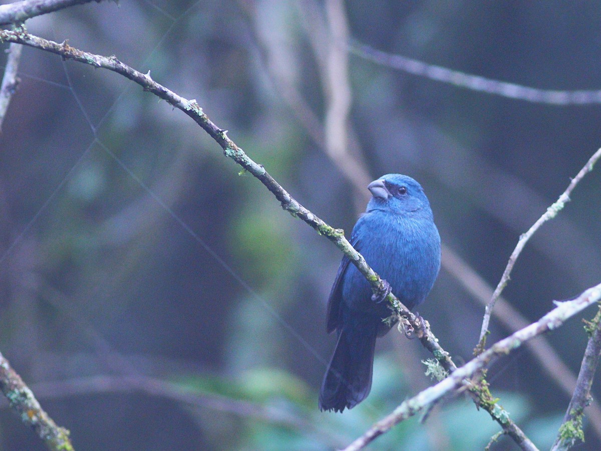 Glaucous-blue Grosbeak - ML622473612