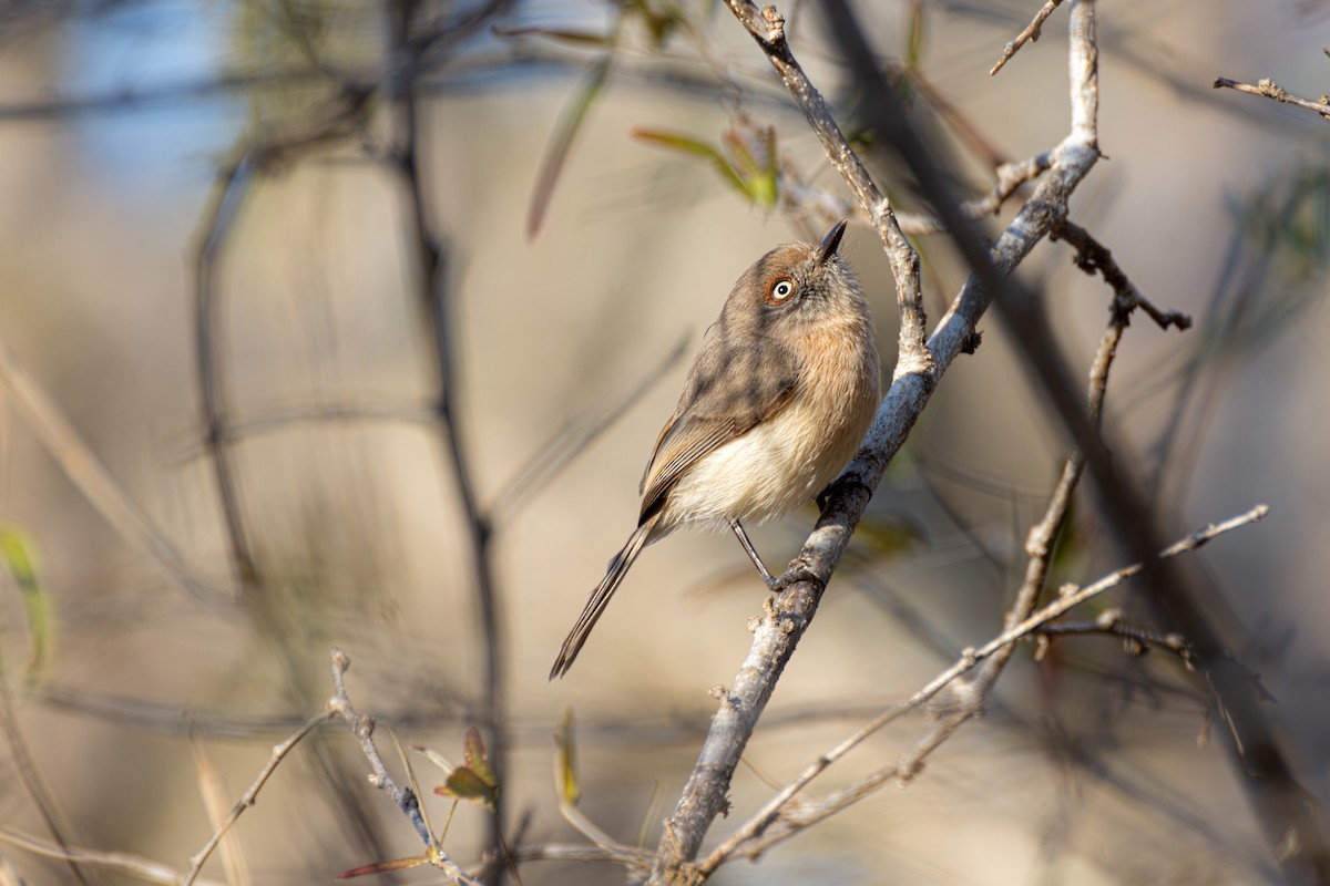 Archbold's Newtonia - ML622473658