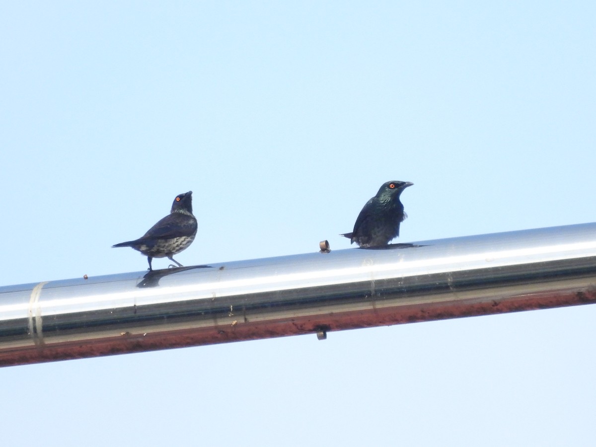 Singing Starling - ML622473659