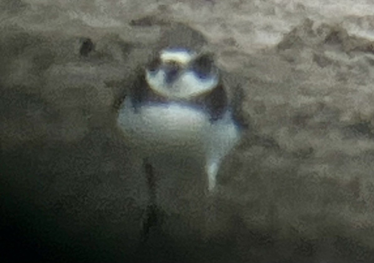 Semipalmated Plover - ML622473665