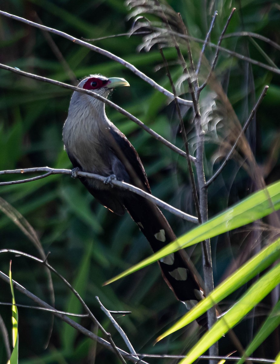 Green-billed Malkoha - ML622473810