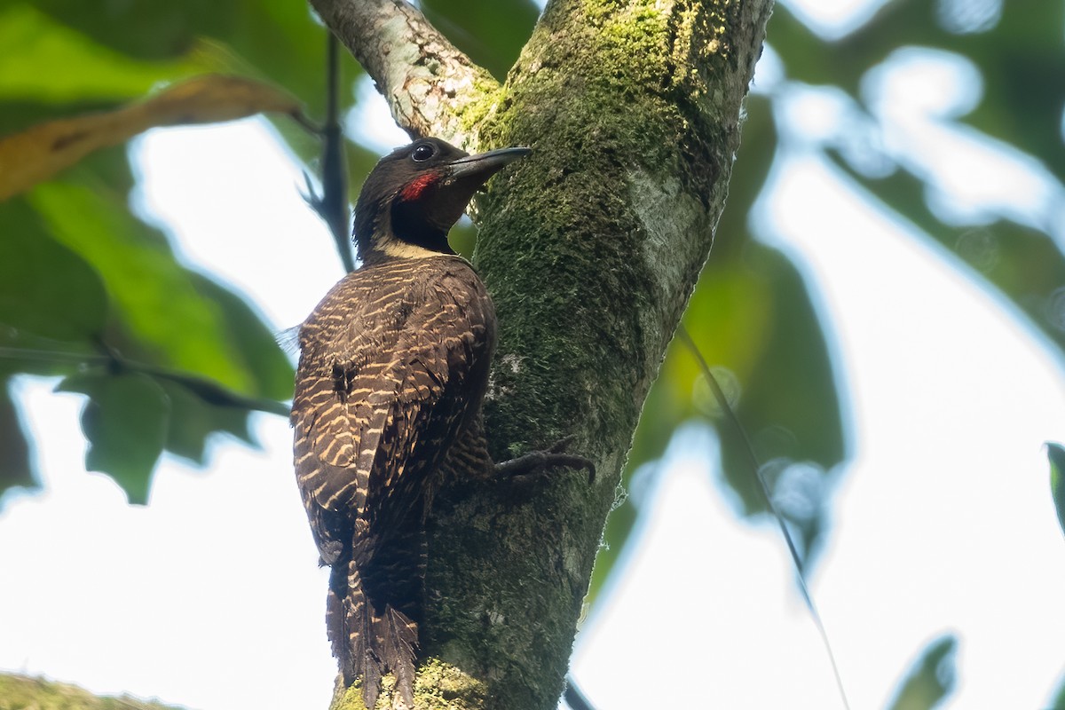 Buff-necked Woodpecker - ML622473811