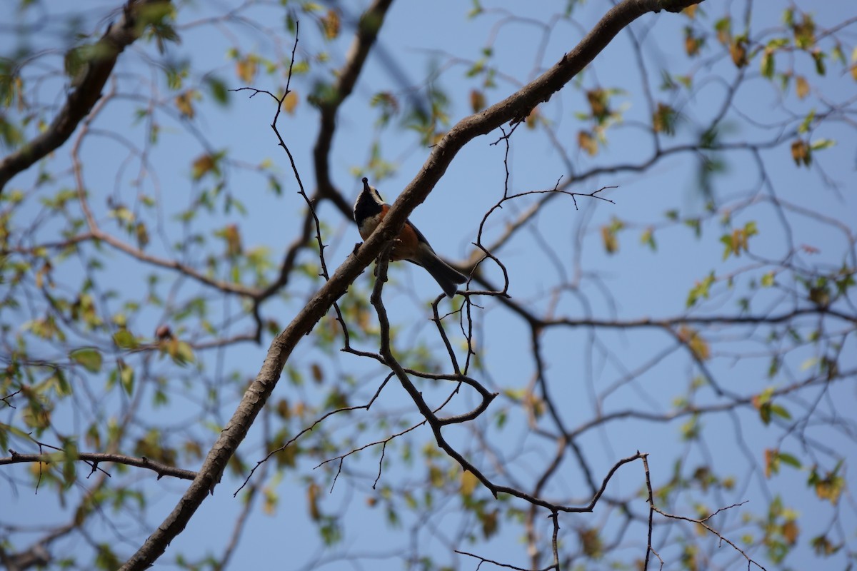 Varied Tit - ML622473842