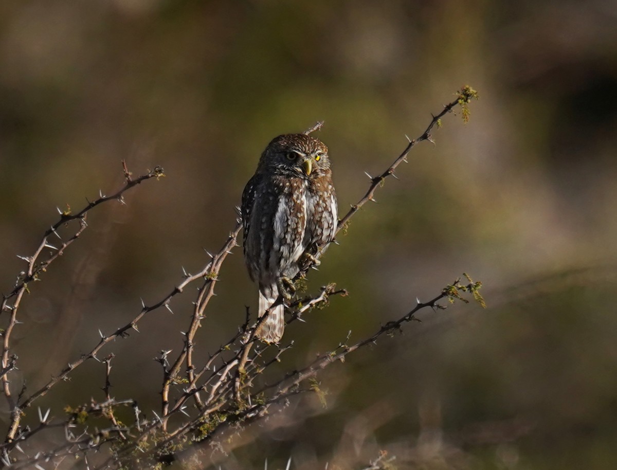 Austral Pygmy-Owl - ML622473990