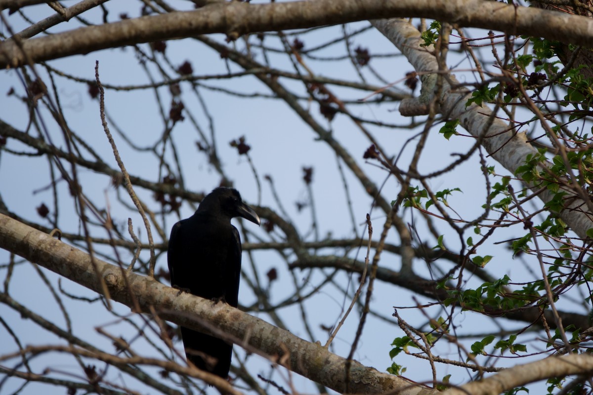 Large-billed Crow - ML622474116