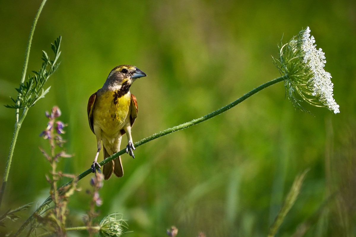 Dickcissel - ML622474177